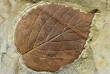 Two Fossil Leaves (Davidia & Beringiaphyllum) - Montana #262348-3